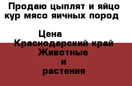 Продаю цыплят и яйцо кур мясо-яичных пород › Цена ­ 120 - Краснодарский край Животные и растения » Птицы   